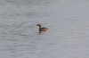 Slavonian Grebe at Paglesham Lagoon (Steve Arlow) (34414 bytes)